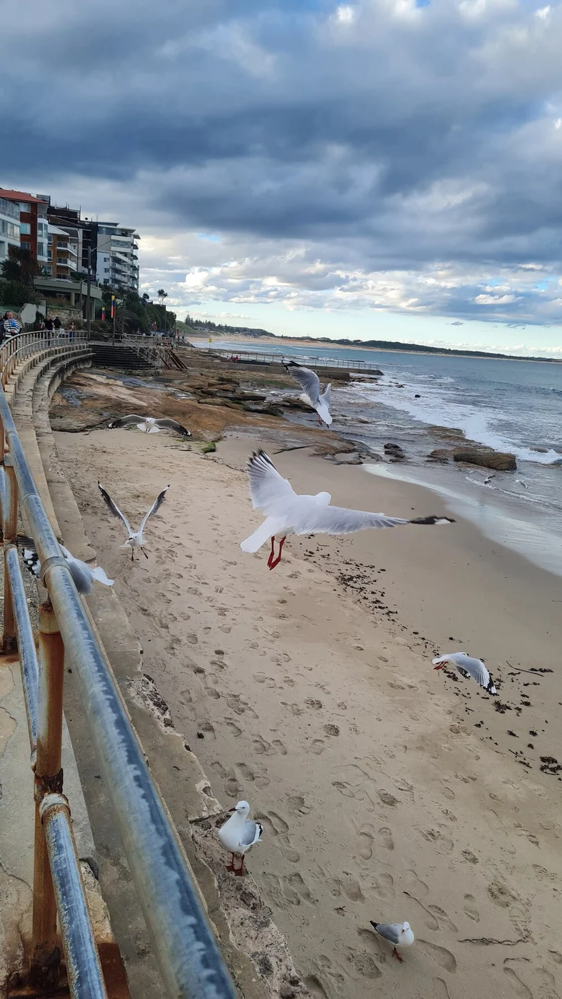 Cronulla, lagi