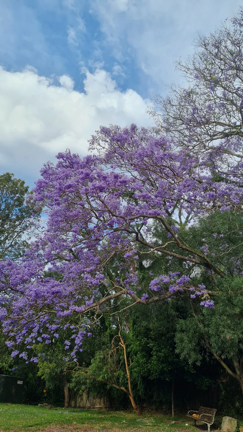 Sydney dalam warna jacaranda